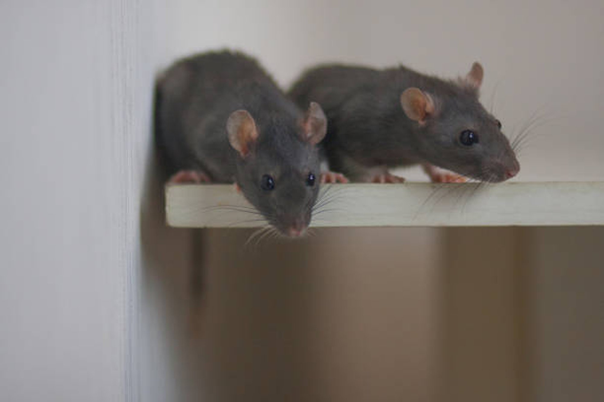 誰可以抓老鼠？到底要怎麼抓老鼠？捕鼠專家推薦的抓老鼠秘訣有這些，讓你一次就成功！
