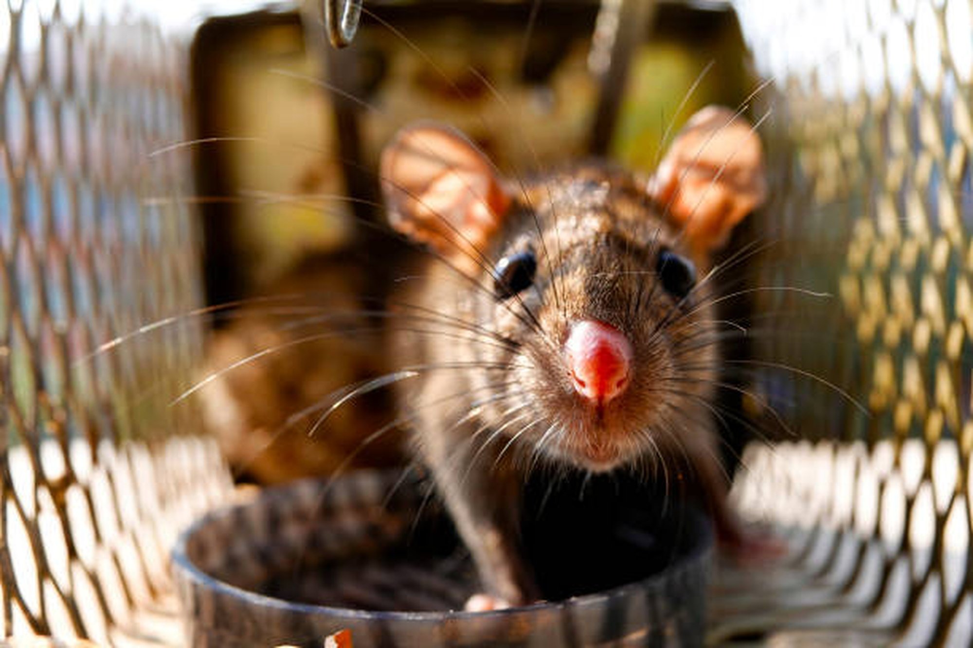 誰可以抓老鼠？到底要怎麼抓老鼠？捕鼠專家推薦的抓老鼠秘訣有這些，讓你一次就成功！