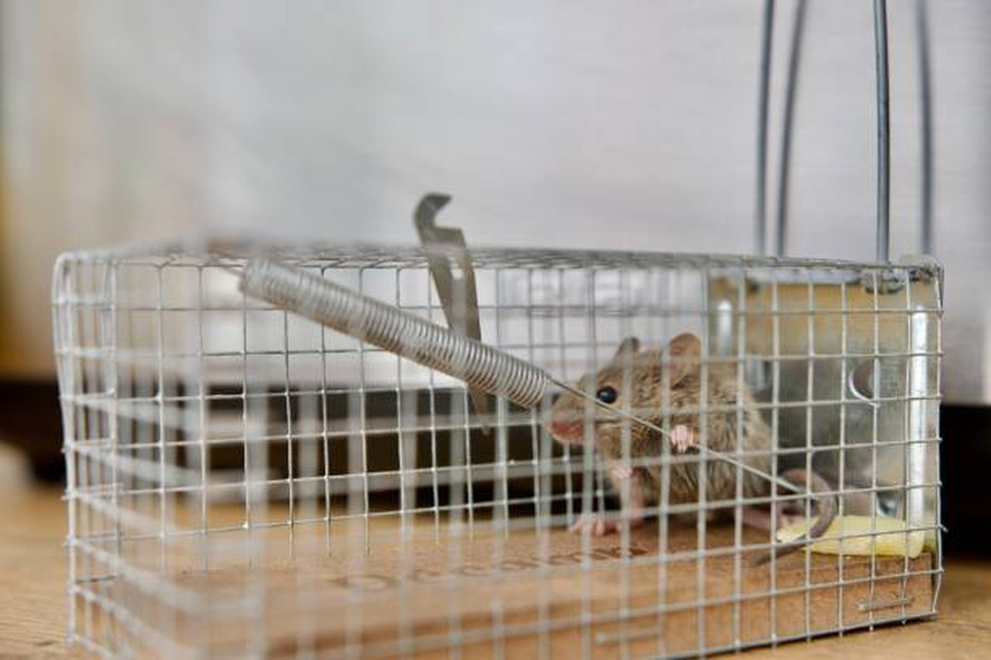 高效捕鼠器ptt推薦！驅鼠器有用嗎？捕鼠神器有什麼？如何自製捕鼠器？