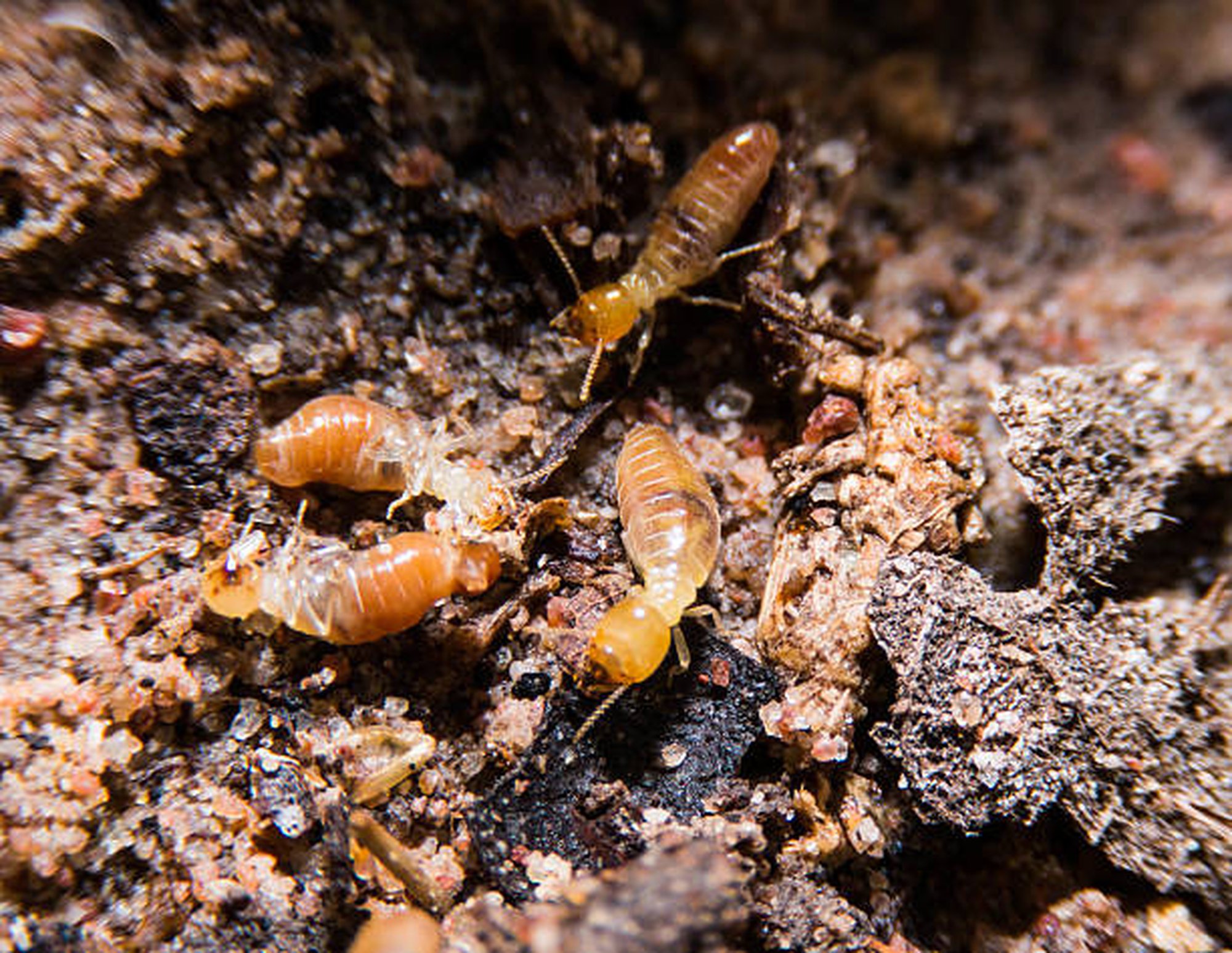 【除白蟻公司推薦】除白蟻費用多少錢？白蟻防治專家推薦誰？本篇有解！