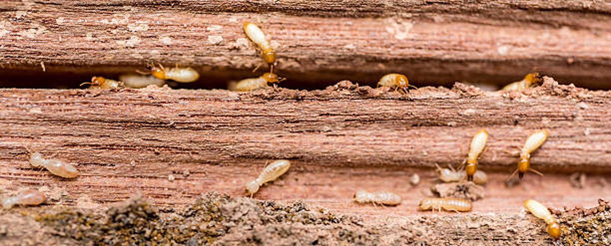 家裡有白蟻？消滅白螞蟻3大招一起做！白蟻除蟲好簡單！
