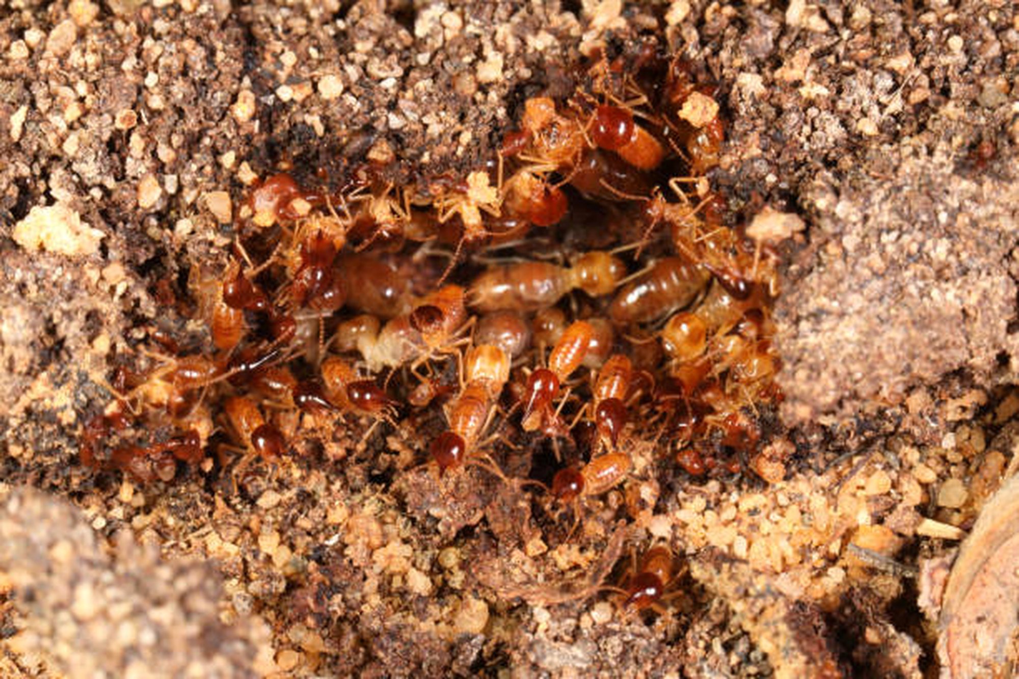 白蟻防治DIY有效嗎？白蟻防治方法有哪些？預防白蟻步驟、藥劑一次整理好！