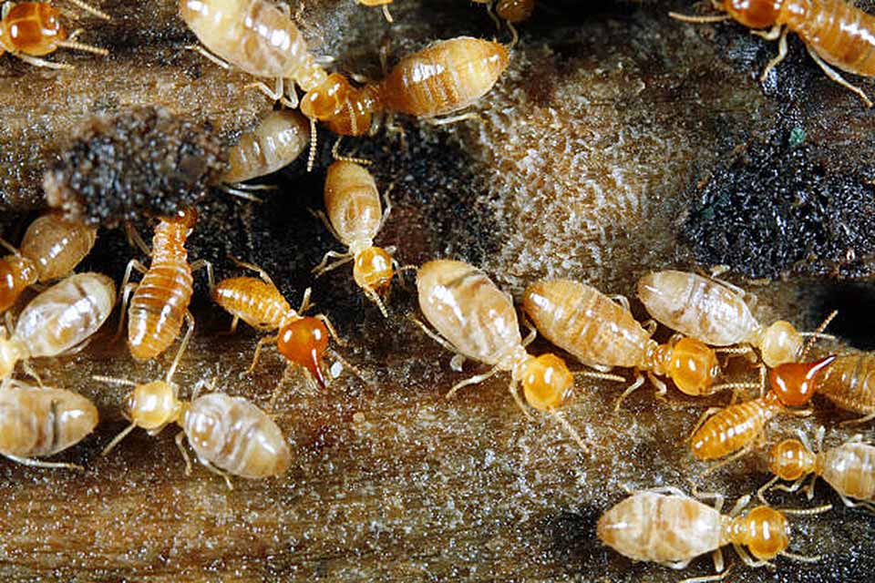 除白蟻大作戰：有白蟻怎麼辦？消滅白蟻7種方法一篇告訴你！
