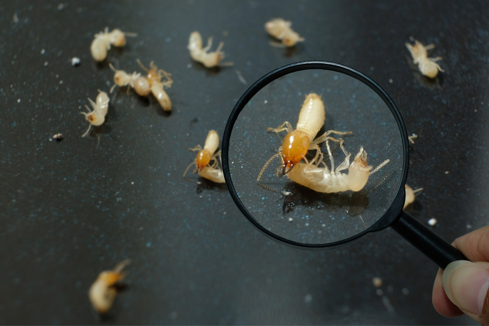 白螞蟻怎麼處理？白蟻出現代表什麼？6招白蟻處理方法輕鬆學！