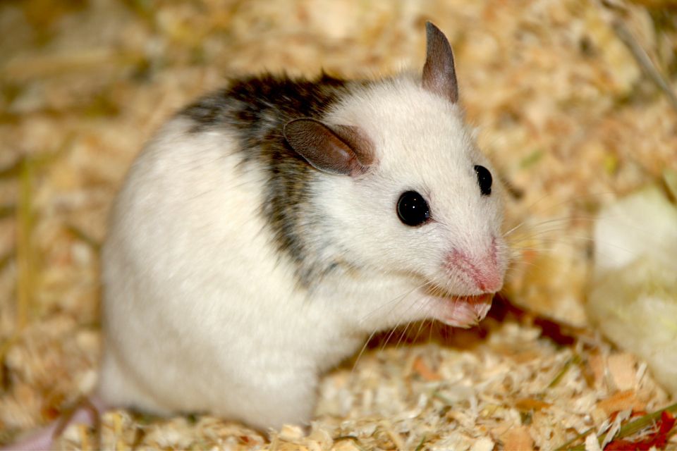 老鼠怕什麼味道？老鼠討厭的味道有哪些？
