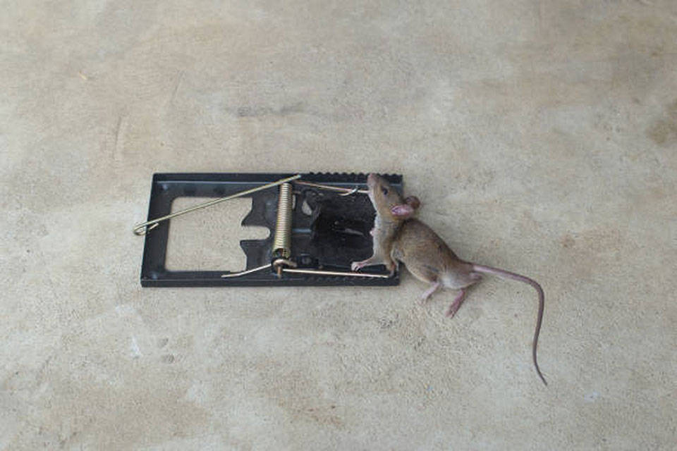 黏鼠板處理困難嗎、原理是什麼、有用嗎？