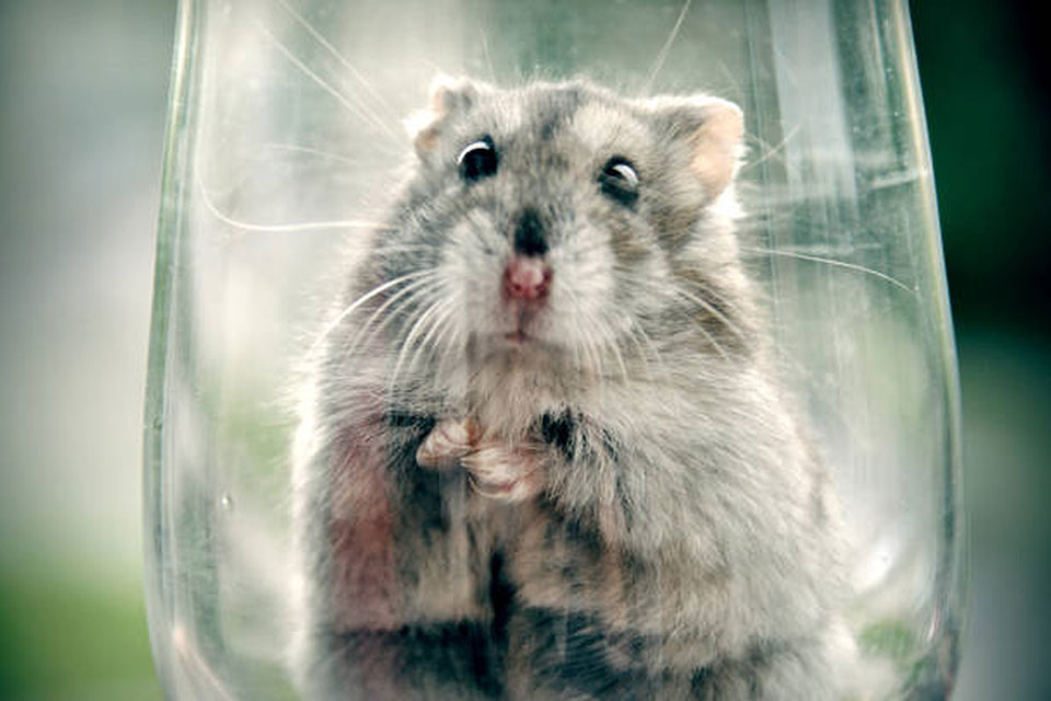 黏鼠板黏到老鼠還活著怎麼處理？
