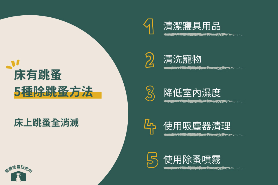 床有跳蚤怎麼處理？3分鐘帶你找出床上跳蚤並輕鬆消除