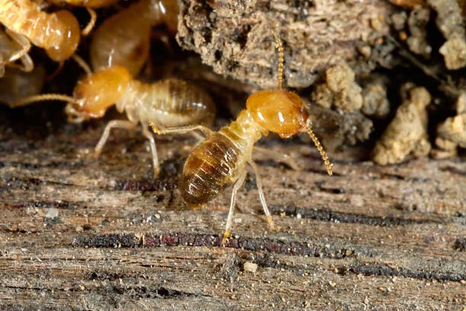 大水螞蟻是白蟻嗎？