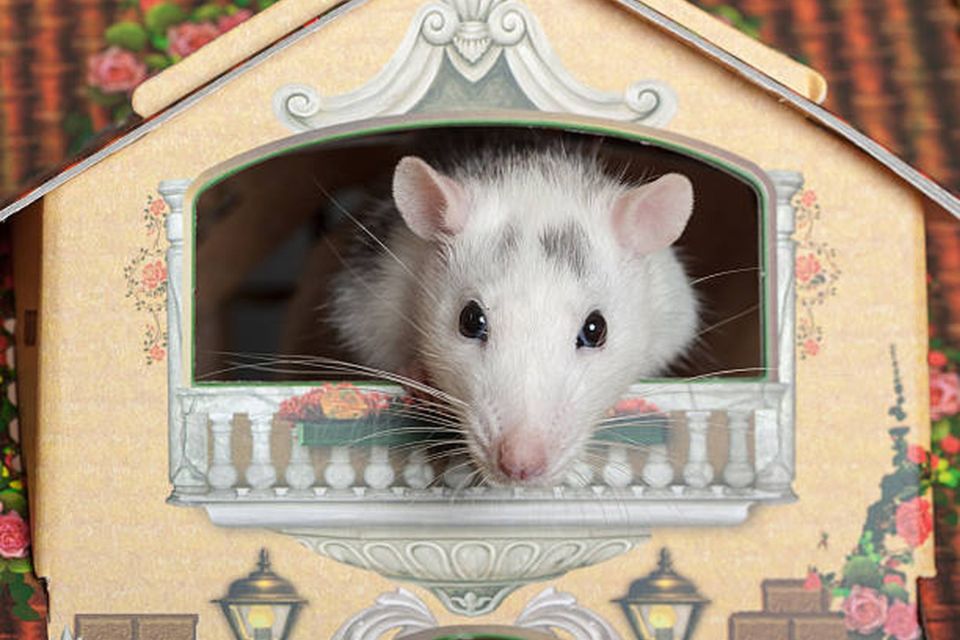 有老鼠在家！家裡有老鼠PTT熱門5種除鼠方式1篇掌握