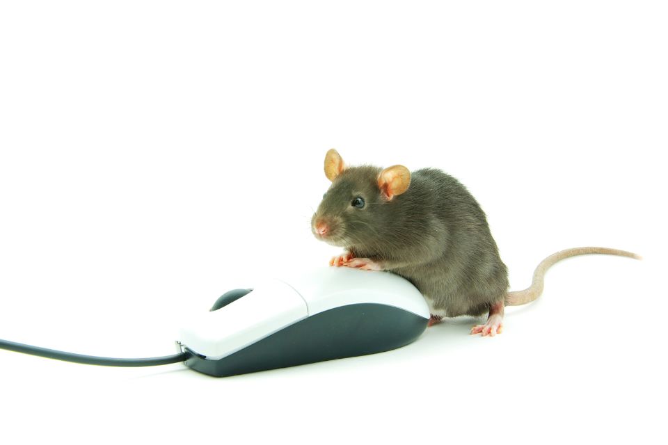 辦公室有老鼠怎麼辦？教你6個辦公室滅鼠方法，辦公室老鼠出現不用怕！
