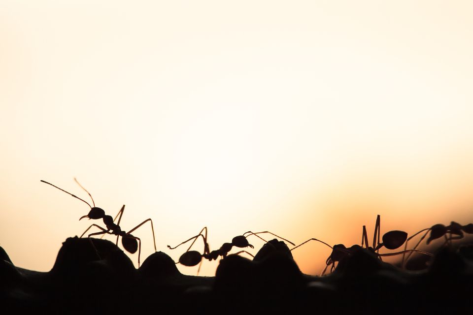 家裡有螞蟻怎麼辦？專家告訴你5招如何消滅螞蟻大軍方法！一篇掌握除螞蟻秘訣