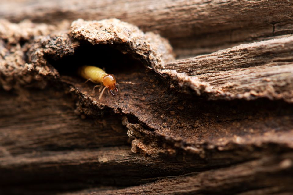 木頭白蟻怕什麼？白蟻不吃的木頭有哪些？3分鐘解析白蟻作戰攻略
