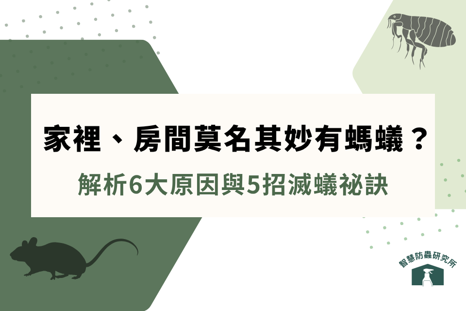 家裡、房間莫名其妙有螞蟻？解析6大原因與5招滅蟻祕訣，教你如何根除蟻窩！