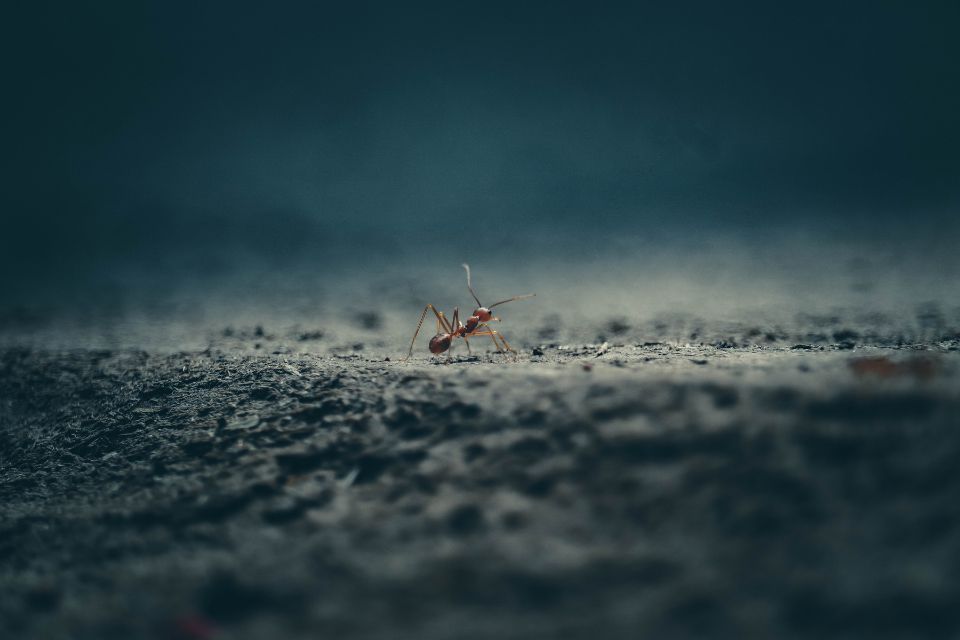 螞蟻怕什麼味道？螞蟻怕酒精跟小蘇打粉嗎？