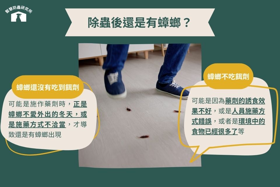 除蟲後還是有蟑螂的原因