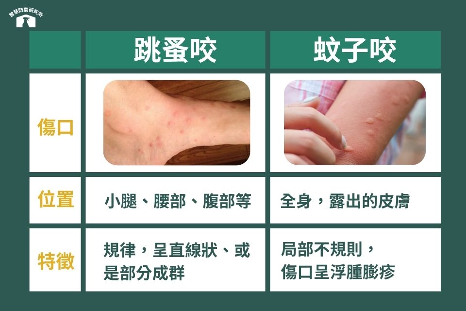 被跳蚤咬傷口的特徵：跳蚤咬痕vs.蚊子咬痕