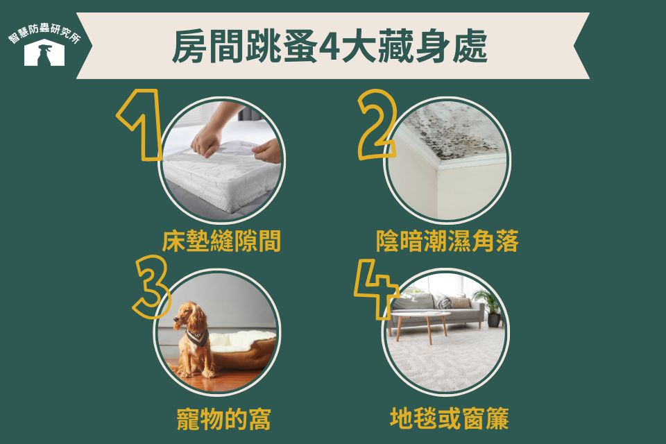 房間怎麼除跳蚤？先知道房間跳蚤都躲在哪裡！