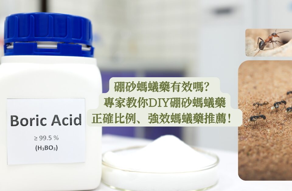 硼砂螞蟻藥有效嗎？專家教你DIY硼砂螞蟻藥正確比例、強效螞蟻藥推薦！