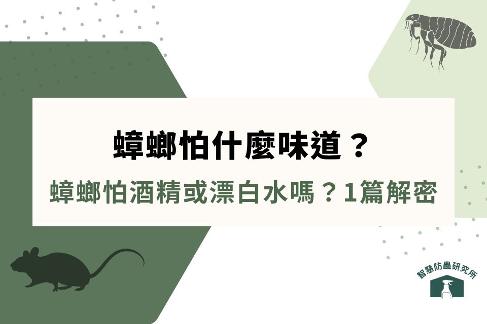 蟑螂怕什麼味道?蟑螂怕酒精或漂白水嗎?蟑螂怕的味道1篇解密