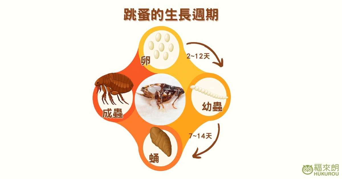 跳蚤的生長過程
