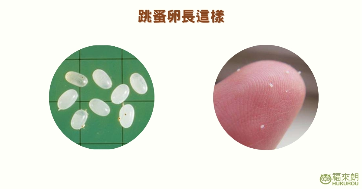 跳蚤卵