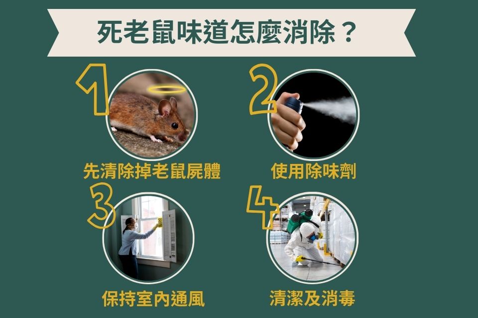 死老鼠味道怎麼消除？