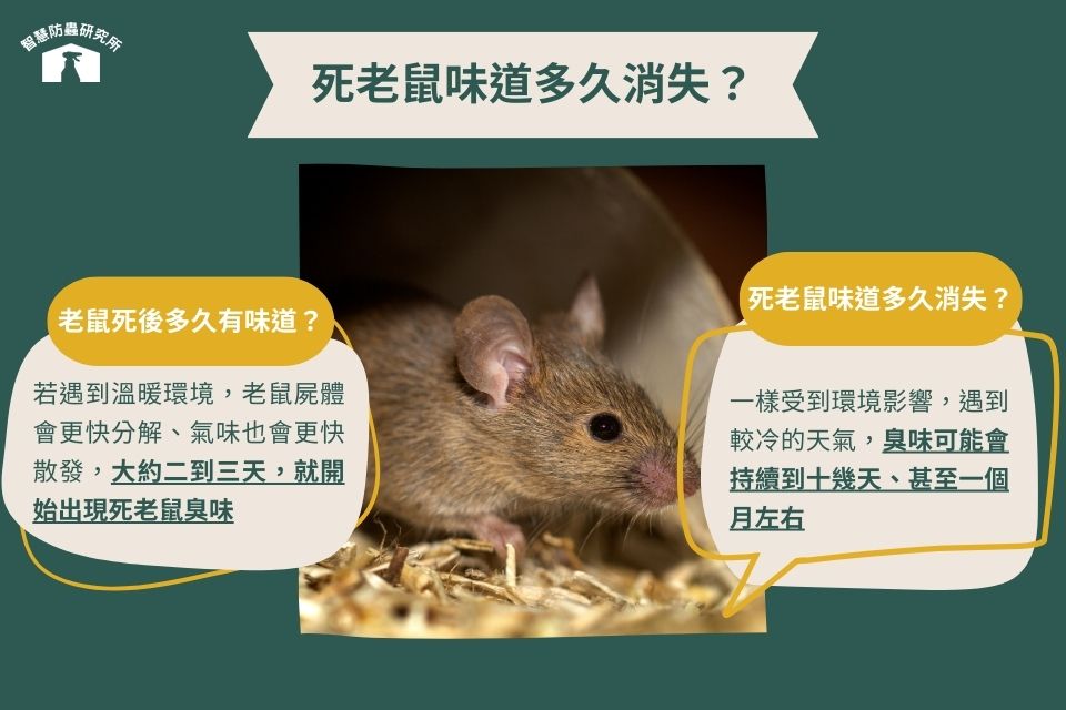 死老鼠味道多久後出現與消失？