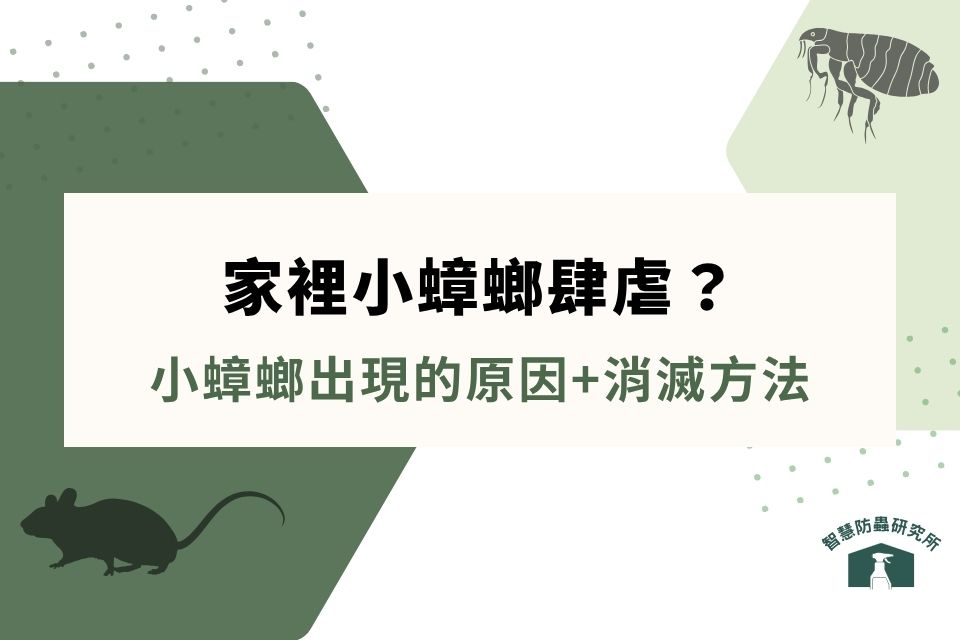 家裡突然出現很多小蟑螂？5個小蟑螂出現的原因，7招消滅蟑方法公開