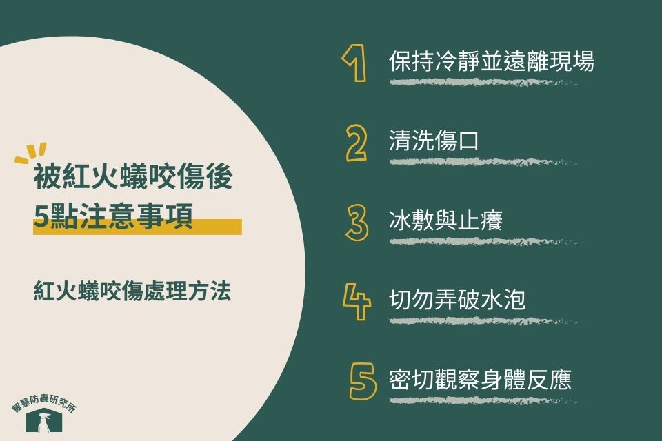 紅火蟻咬傷後的注意事項