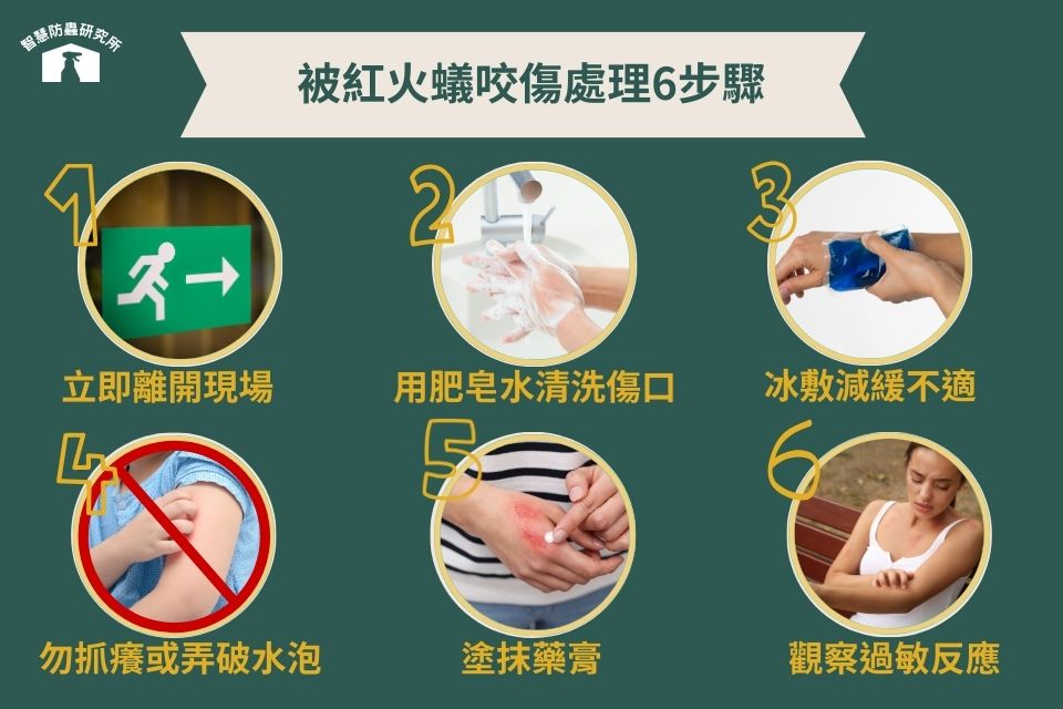 紅火蟻咬傷處理步驟
