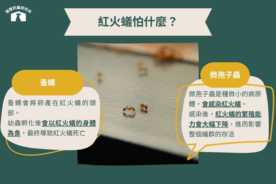 紅火蟻天敵