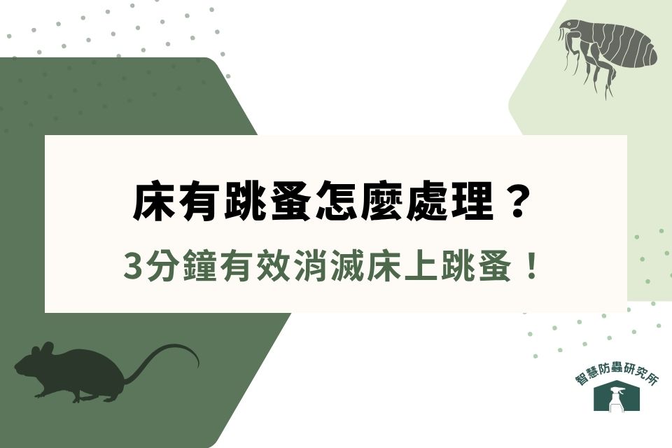 床有跳蚤怎麼處理?3分鐘找出床上跳蚤,有效消滅跳蚤!