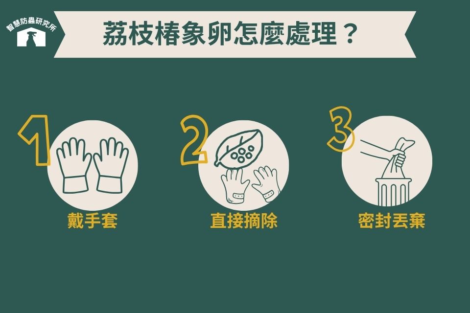 荔枝椿象卵處理