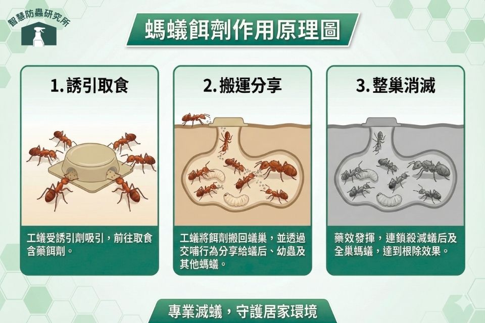 連鎖滅蟻說明