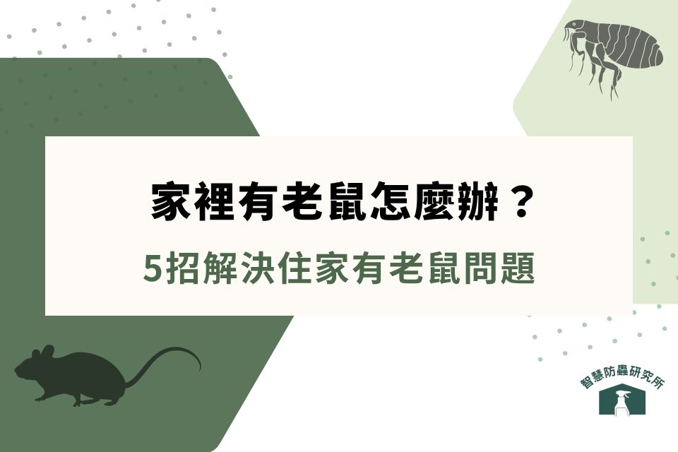 家裡有老鼠怎麼辦？5招解決住家有老鼠問題，專家掛保證！