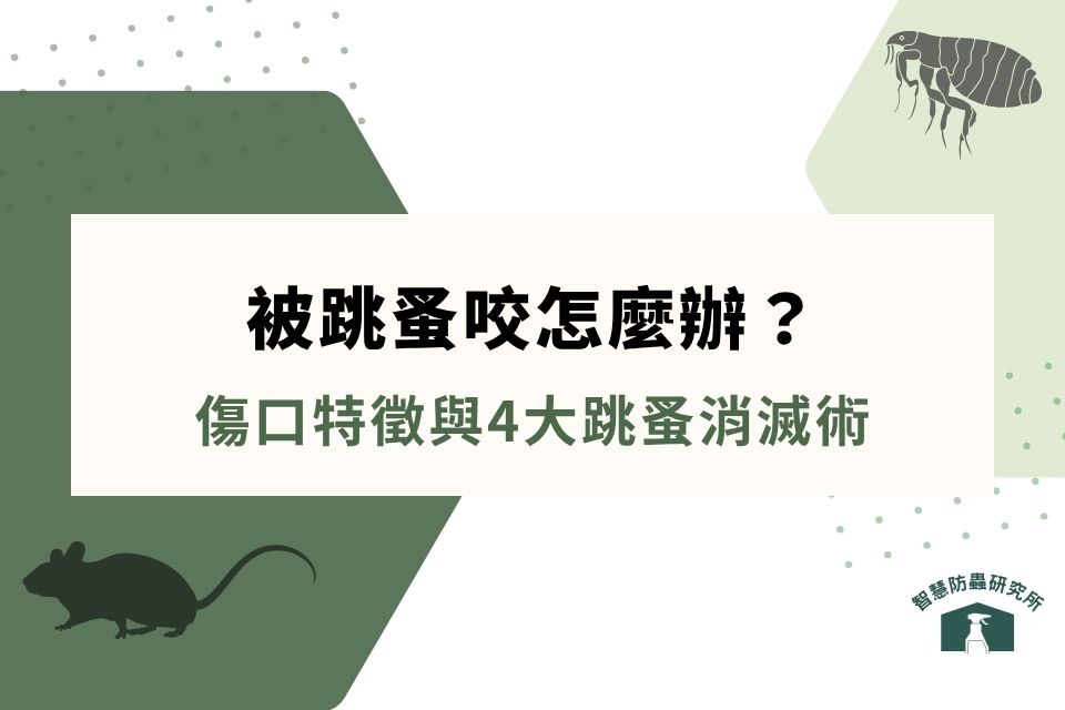 被跳蚤咬怎麼辦？3秒辨別被跳蚤咬傷口特徵、傷口處理與4大跳蚤消滅術