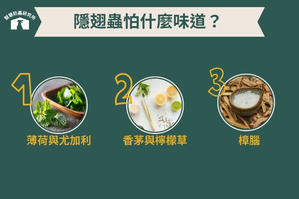 隱翅蟲怕什麼味道
