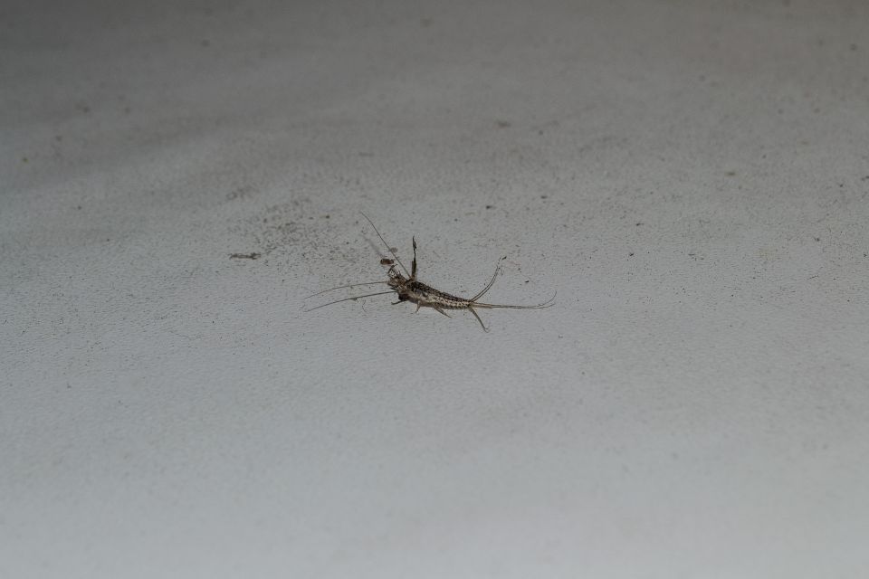 家中衣魚無處不在好崩潰？這篇3招教你如何有效滅衣魚！