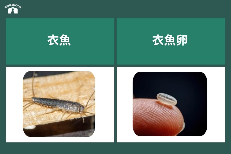 衣魚