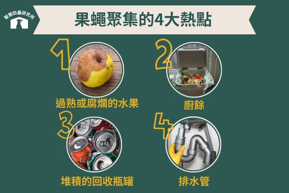 果蠅聚集的四大熱點