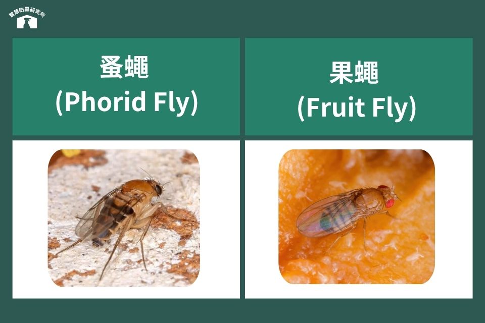 蚤蠅與果蠅