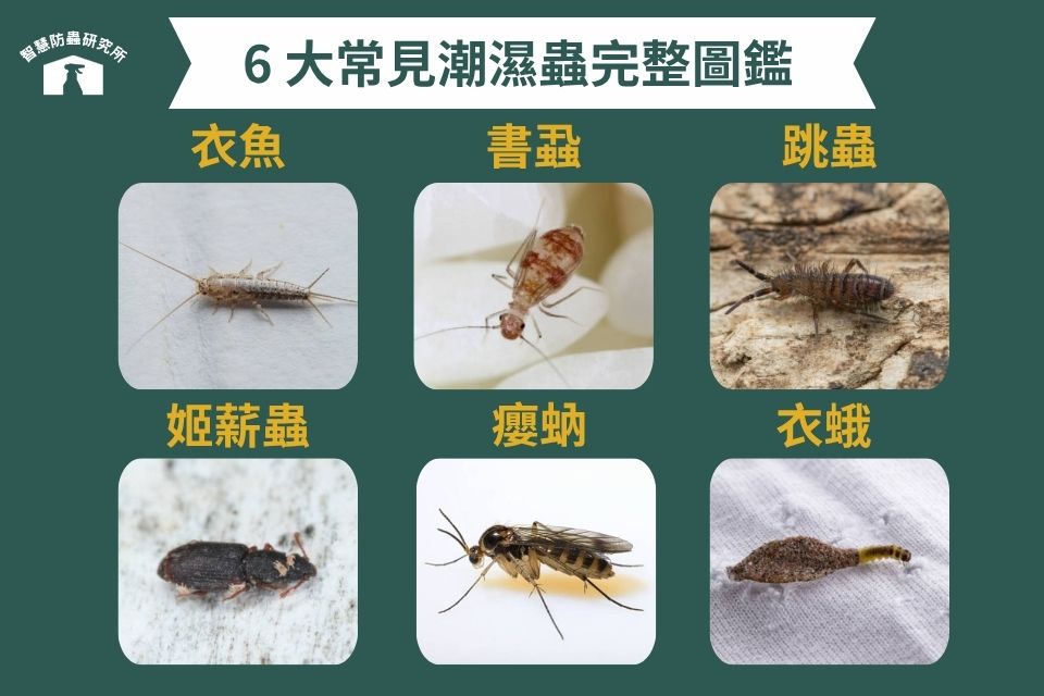 潮濕蟲是什麼?6大常見潮濕蟲完整圖鑑