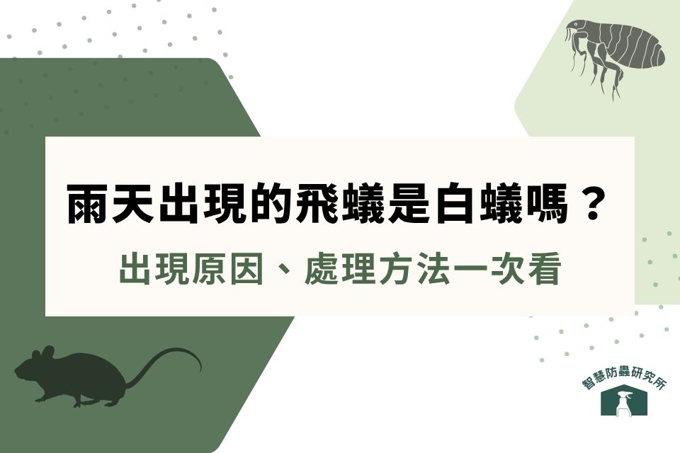 下雨天出現的飛蟻是白蟻嗎？如何對付飛蟻？專家教你 4 步飛蟻處理法！