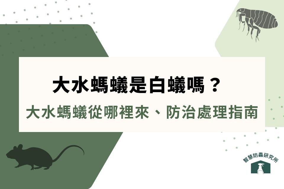 大水螞蟻是白蟻嗎?大水螞蟻壽命、從哪裡來、防治處理完整指南