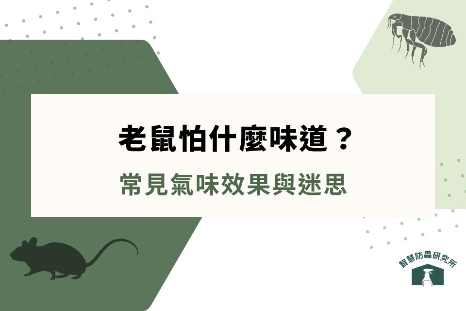 老鼠怕什麼味道？老鼠怕漂白水嗎？常見氣味效果與迷思