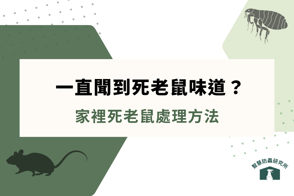 一直聞到死老鼠味道卻找不到?家裡死老鼠處理方法有哪些?